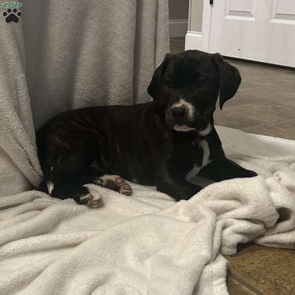 Champ, Golden Retriever Mix Puppy